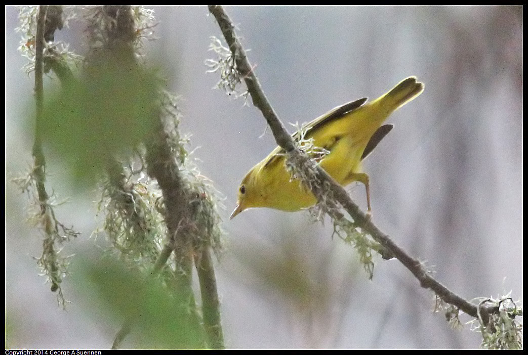 0919-152951-03.jpg - Yellow Warbler