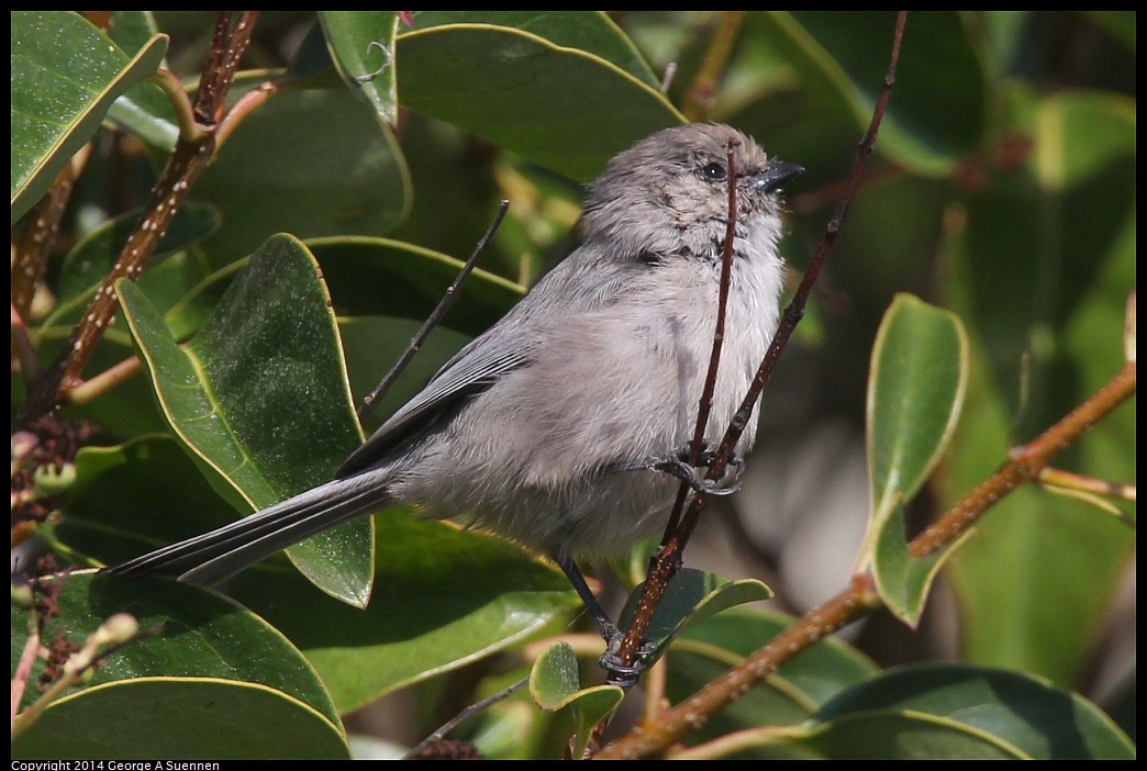 0921-184132-01.jpg - Bushtit