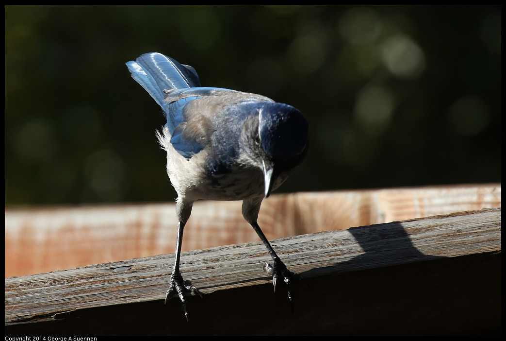 1128-133349-05_DxO.jpg - Western Scrub Jay