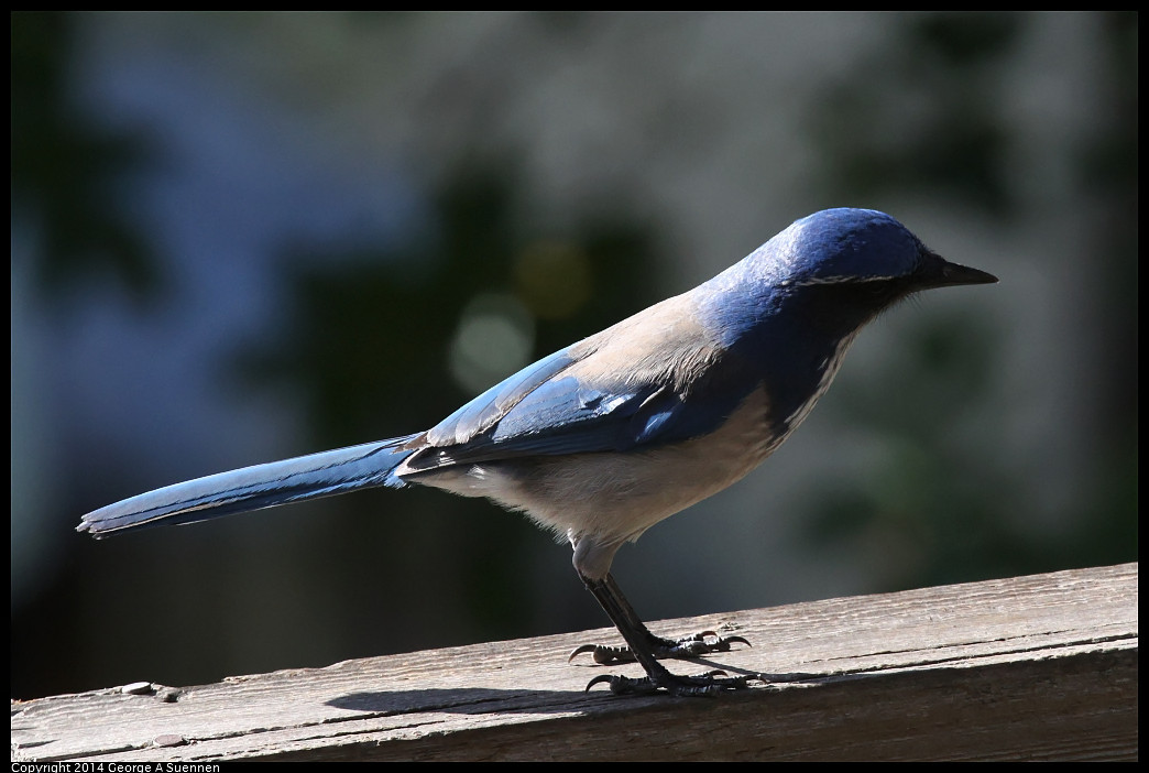 1128-133353-01_DxO.jpg - Western Scrub Jay