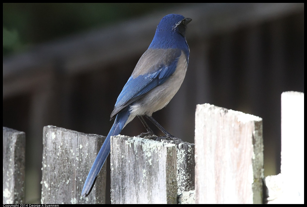 1128-133535-01_DxO.jpg - Western Scrub Jay