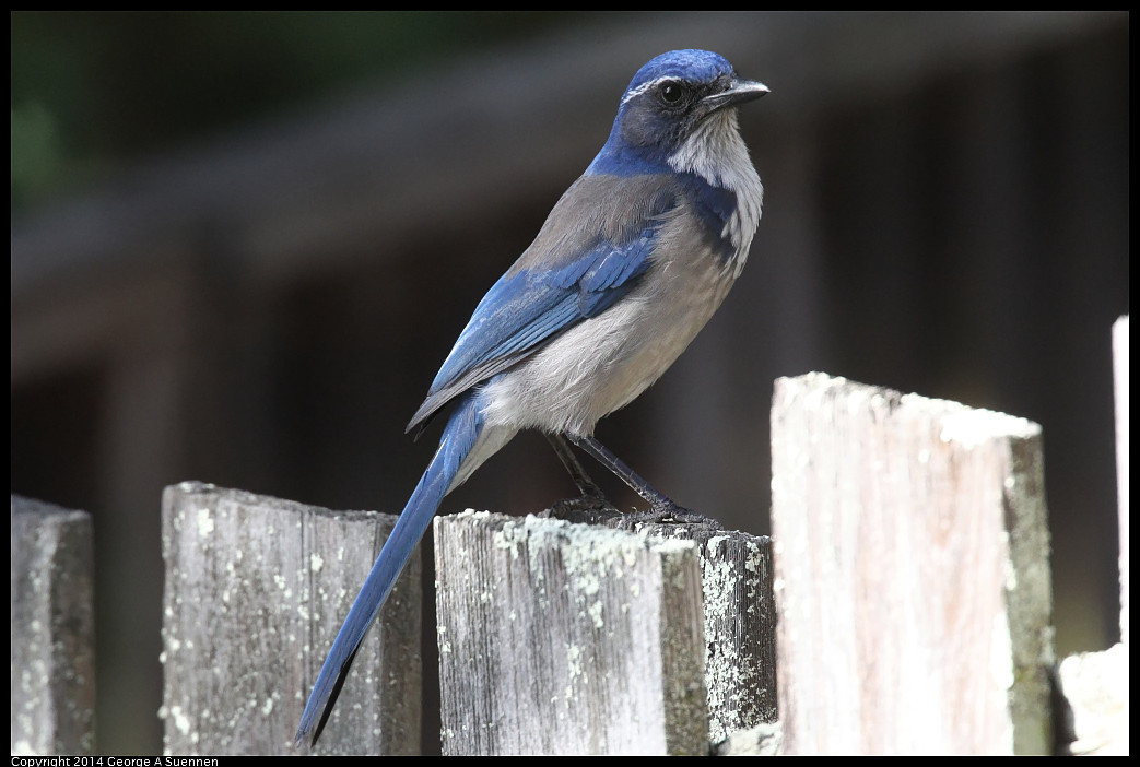 1128-133546-03_DxO.jpg - Western Scrub Jay