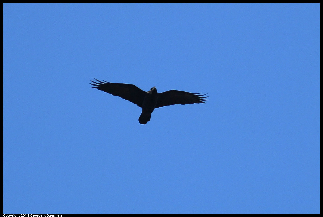 1128-134806-01_DxO.jpg - Common Raven