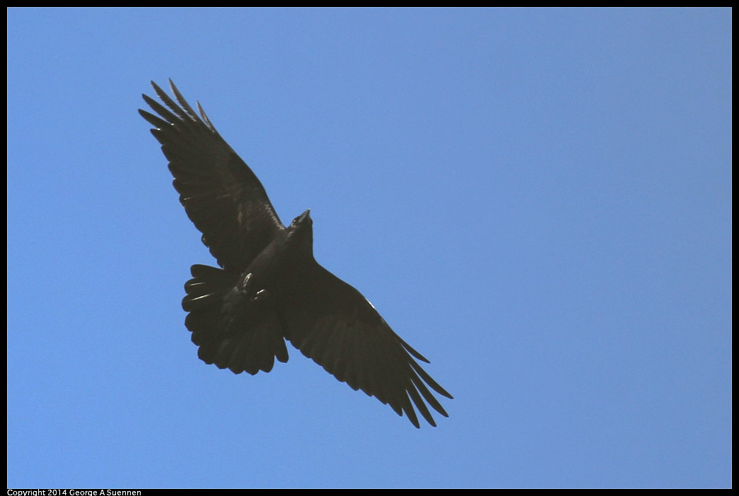 1128-134927-01_DxO.jpg - Common Raven