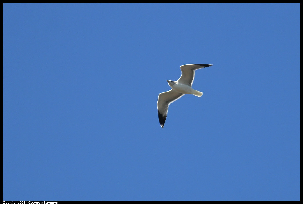 1128-134941-02_DxO.jpg - Ring-billed Gull