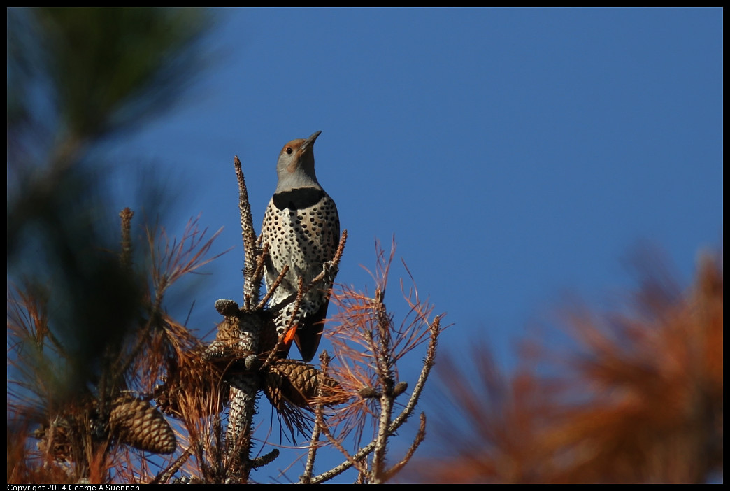 1128-135530-01_DxO.jpg - Northern Flicker