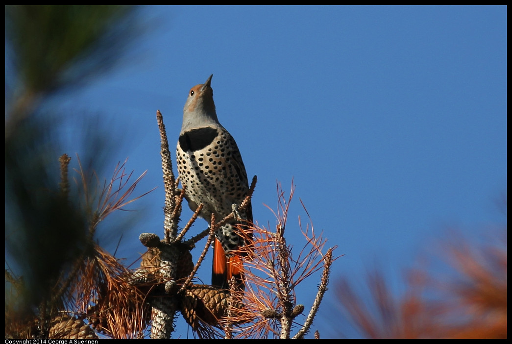 1128-135543-01_DxO.jpg - Northern Flicker