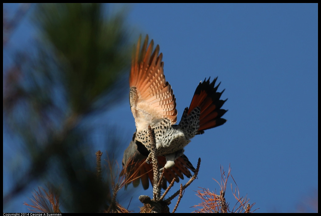 1128-135544-02_DxO.jpg - Northern Flicker