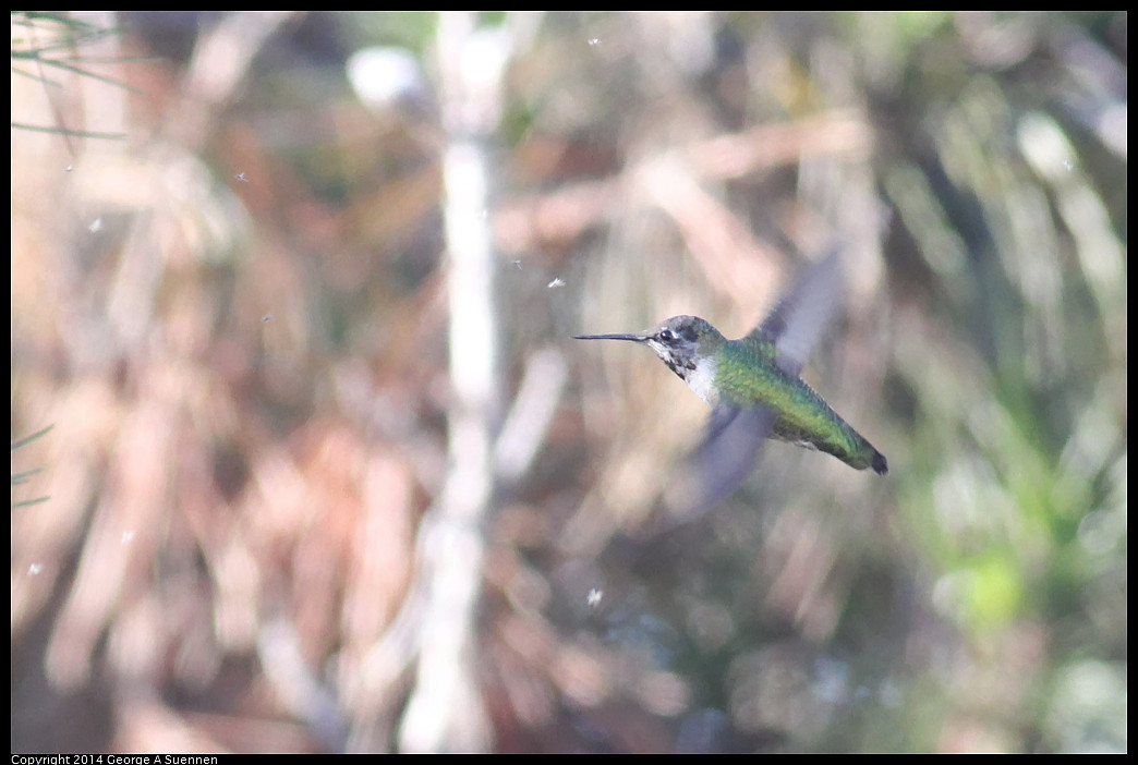 1128-135655-01_DxO.jpg - Anna's Hummingbird