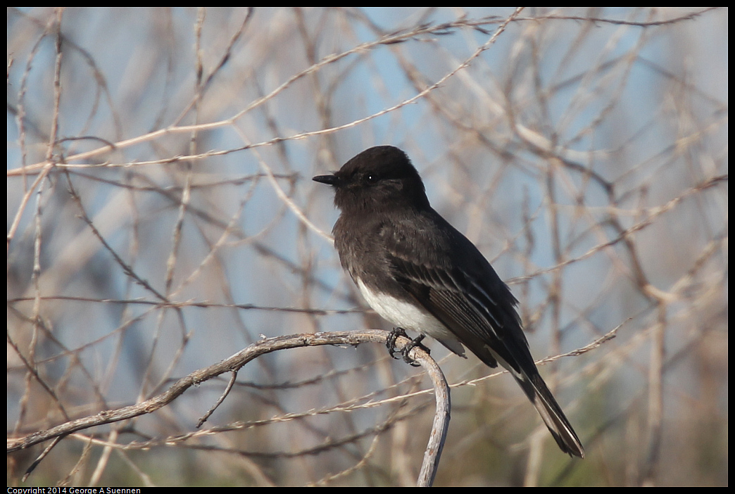 1223-111357-04.jpg - Black Phoebe