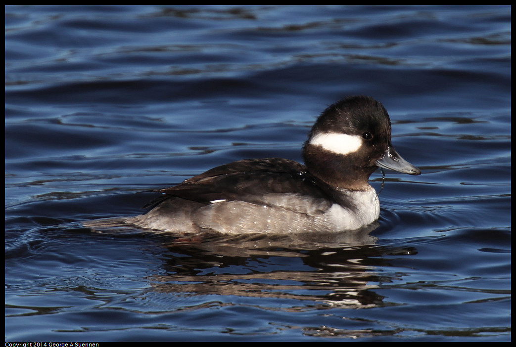 1226-133708-03_DxO.jpg - Bufflehead - Aquatic Park, Berkeley, Ca - Dec 26