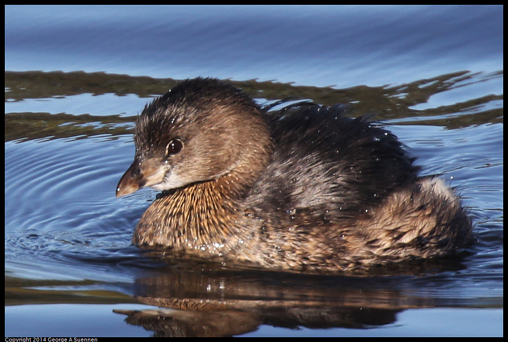 1226-135402-01_DxO.jpg - Pied-billed Grebe - Aquatic Park, Berkeley, Ca - Dec 26