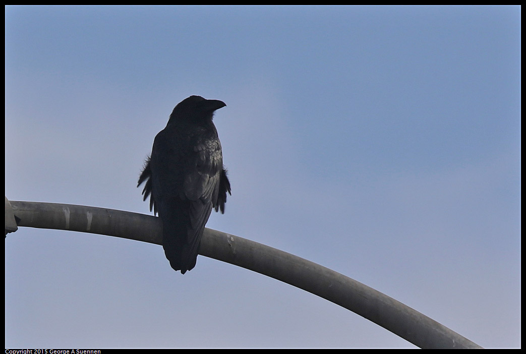 0110-122210-03.jpg - Common Raven