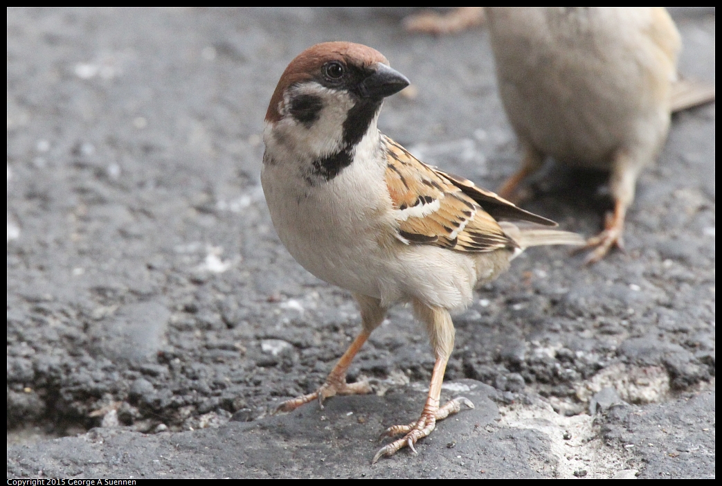 0217-101111-02.jpg - Eurasian Tree Sparrow