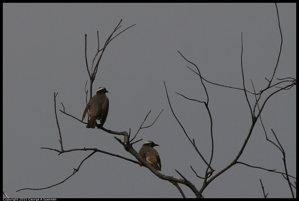 0222-105607-02.jpg - Light-vented Bulbul