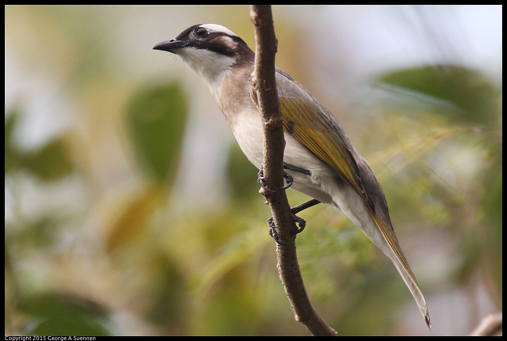 0225-093046-01.jpg - White-vented Bulbul