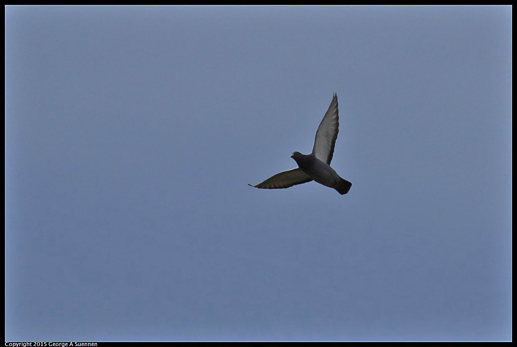0405-155616-01.jpg - Rock Pigeon