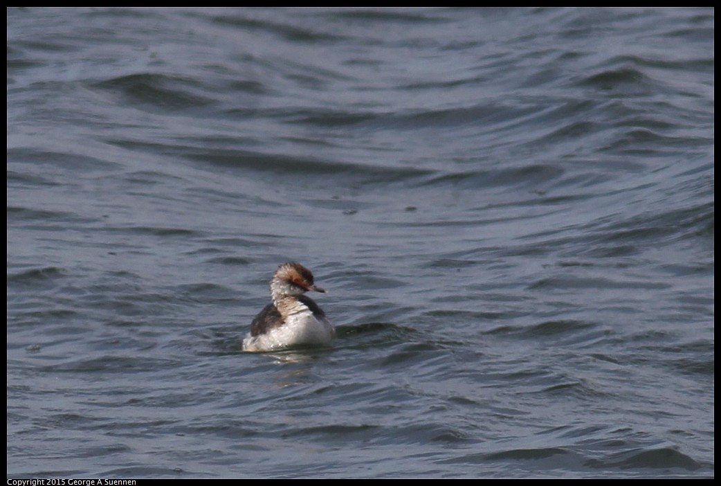 0405-160100-01.jpg - Horned Grebe