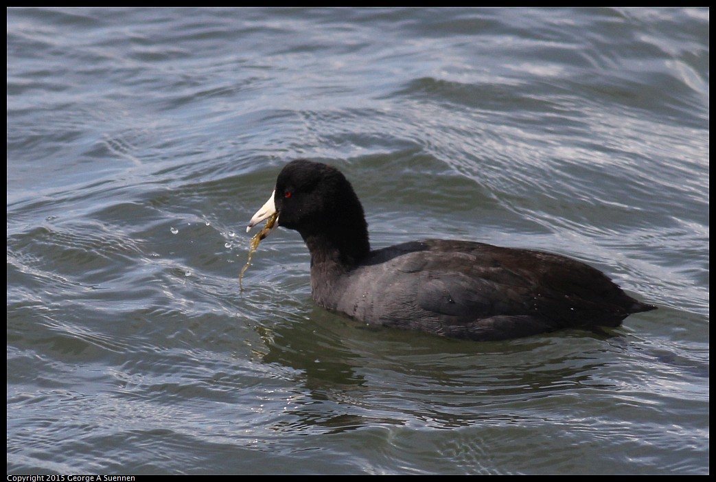 0405-160207-05.jpg - American Coot