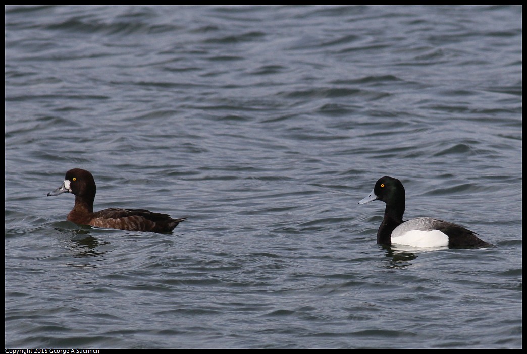 0405-160929-03.jpg - Greater Scaup