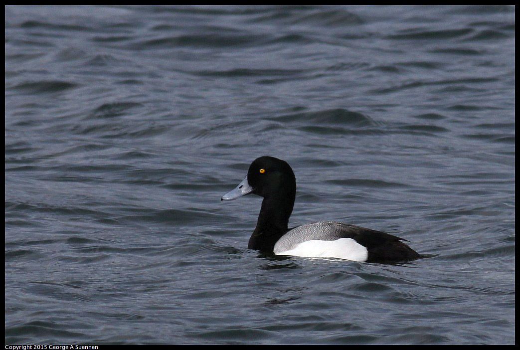 0405-160931-01.jpg - Greater Scaup