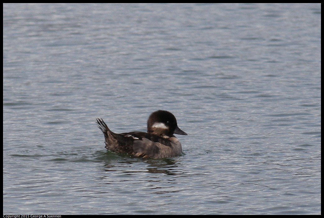 0405-161401-02.jpg - Bufflehead