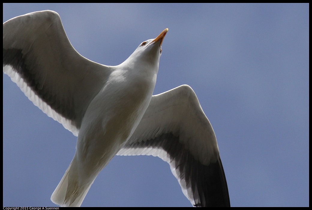 0405-161406-01.jpg - Western Gull