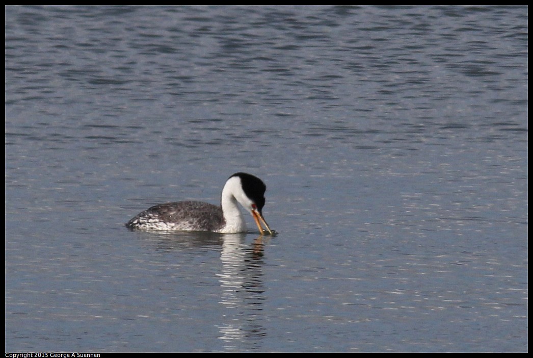 0405-161718-02.jpg - Clark's Grebe
