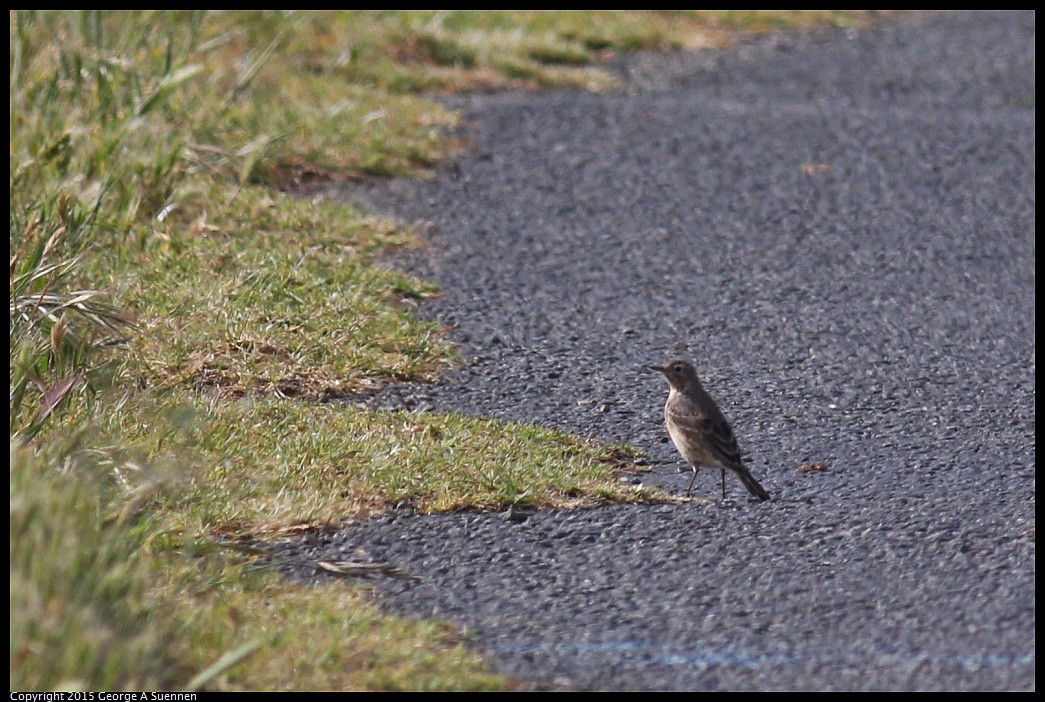 0405-162059-01.jpg - American Pipit