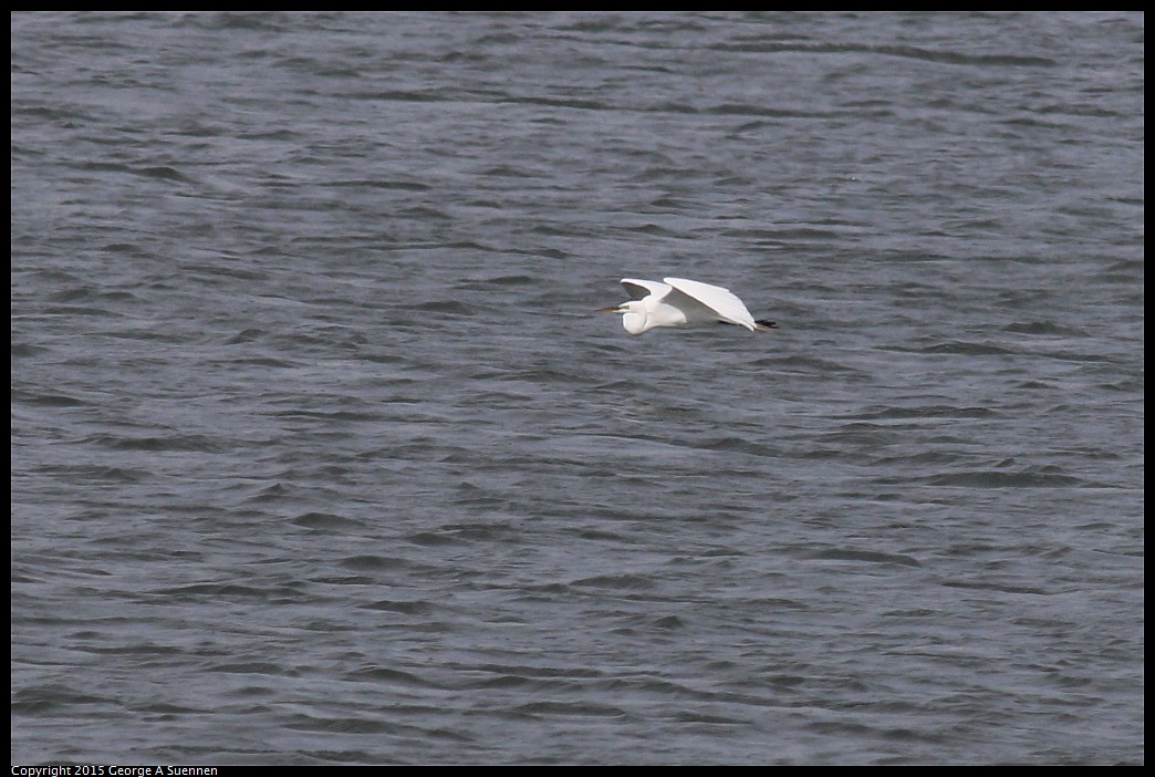 0405-162133-01.jpg - Great Egret
