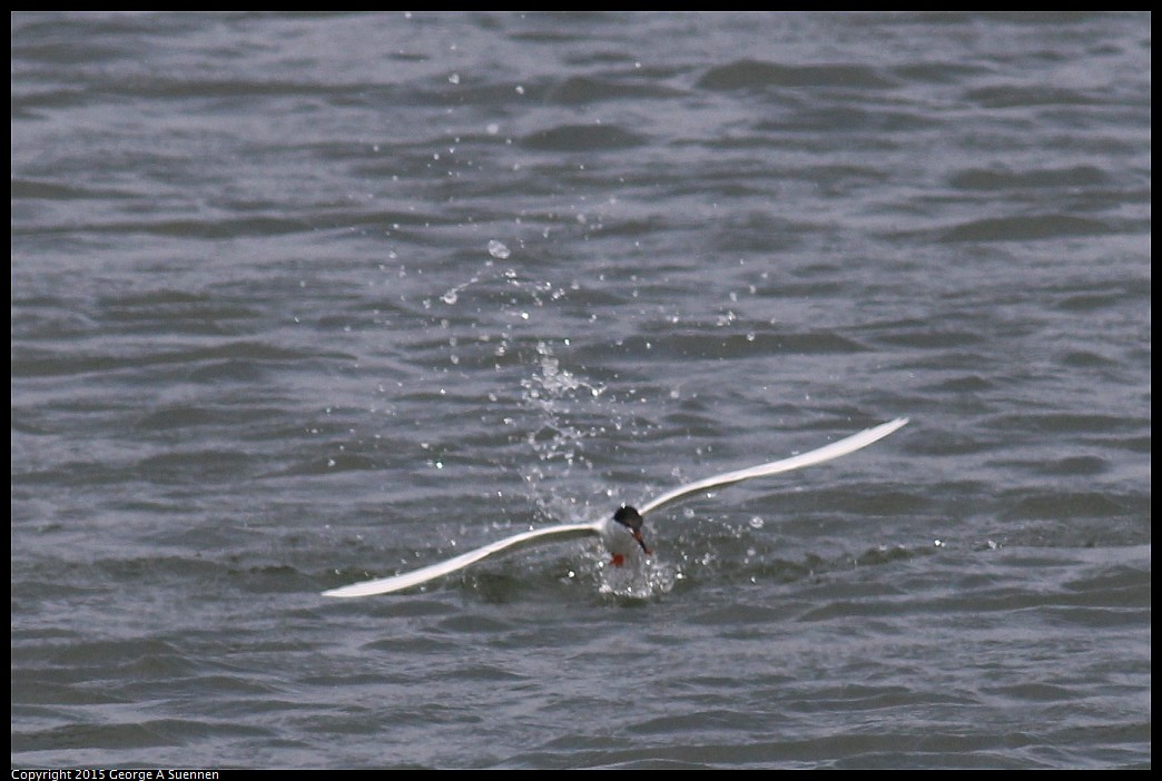 0405-162218-02.jpg - Forster's Tern