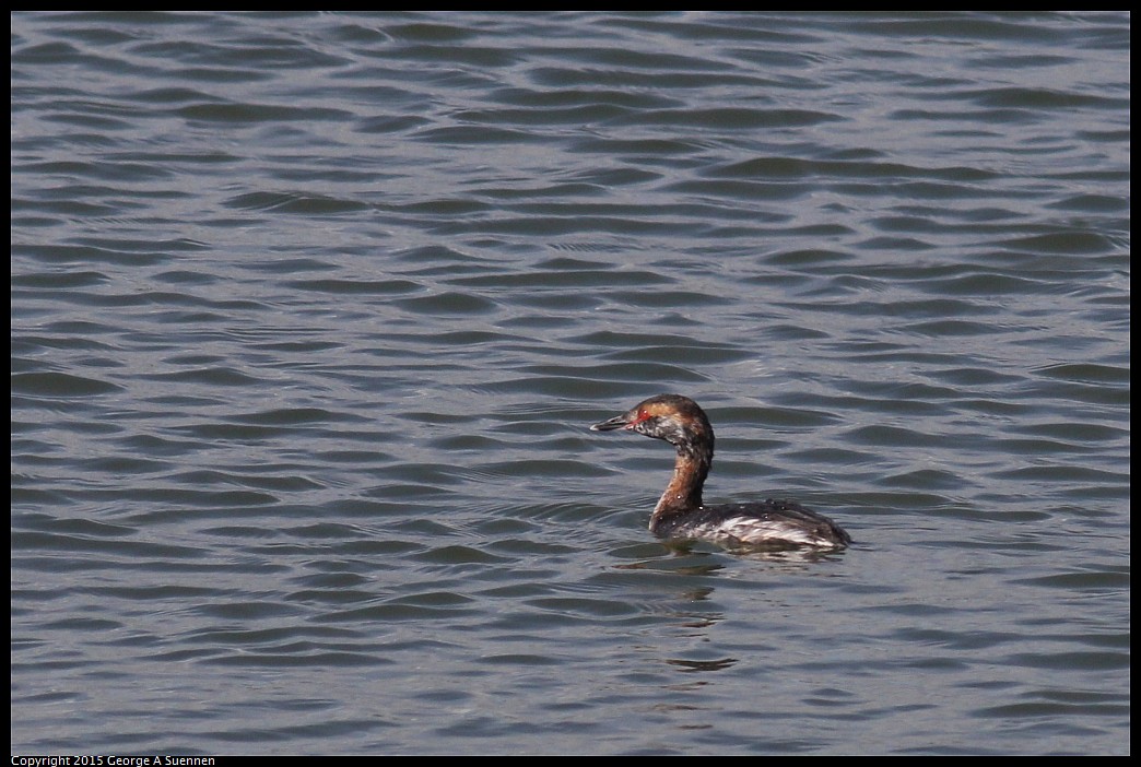 0405-162342-01.jpg - Eared Grebe