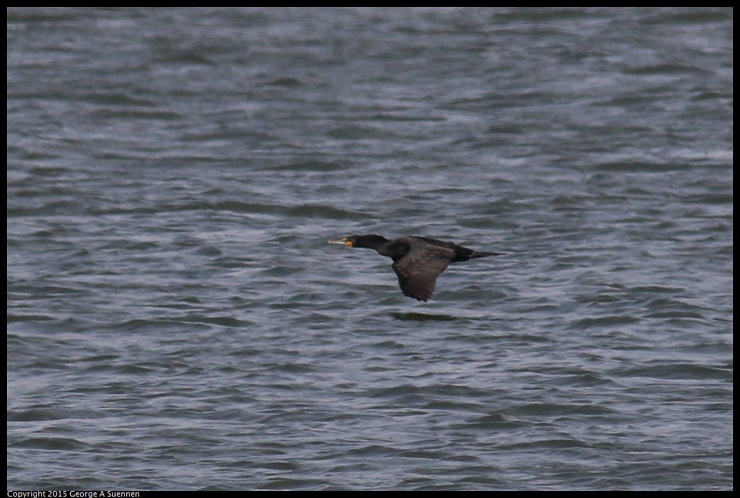 0405-162630-01.jpg - Double-crested Cormorant