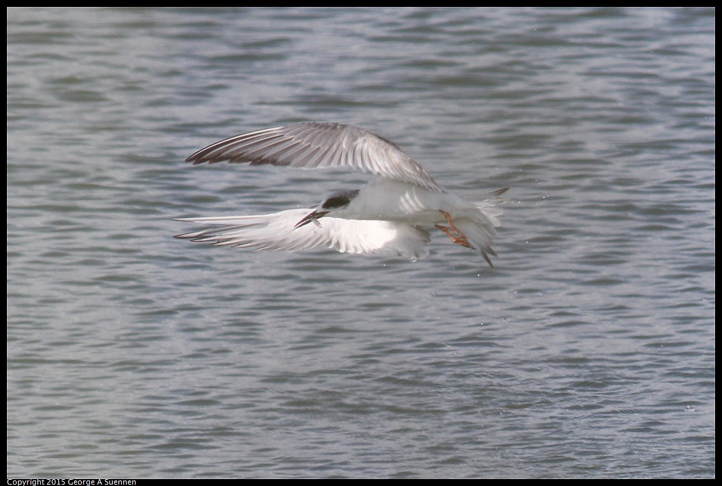 0405-162705-05.jpg - Forster's Tern