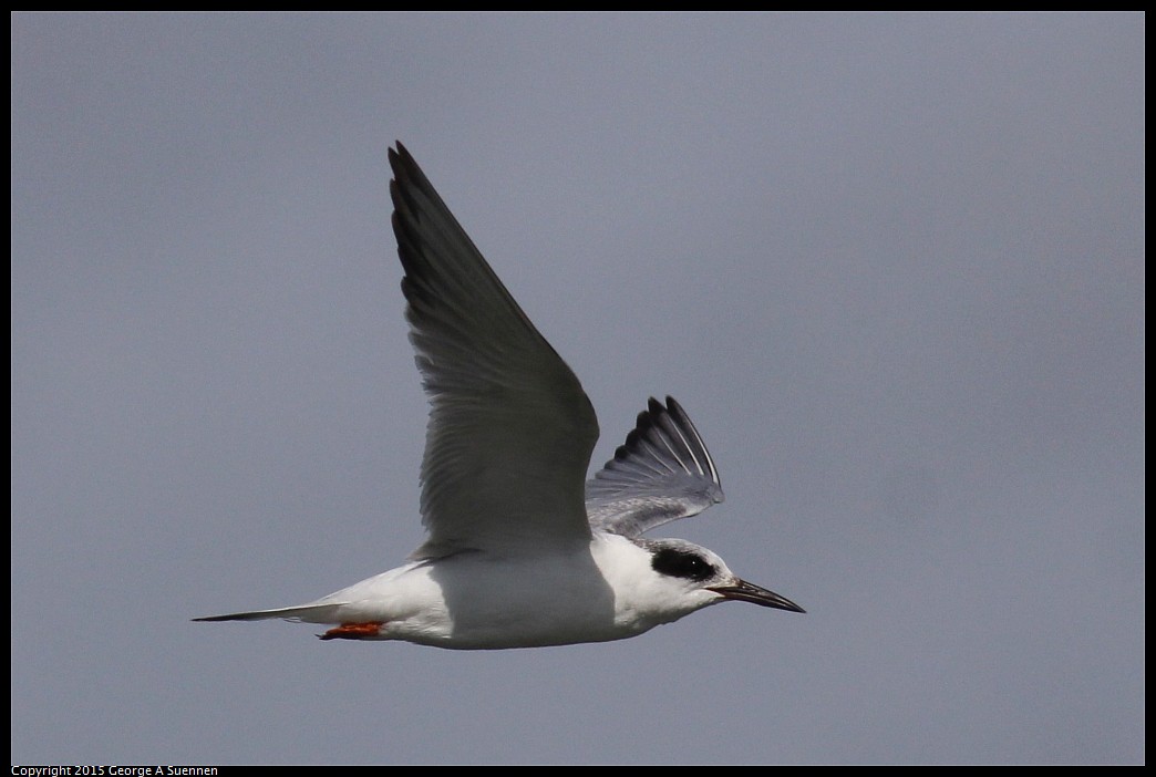 0405-162817-01.jpg - Forster's Tern