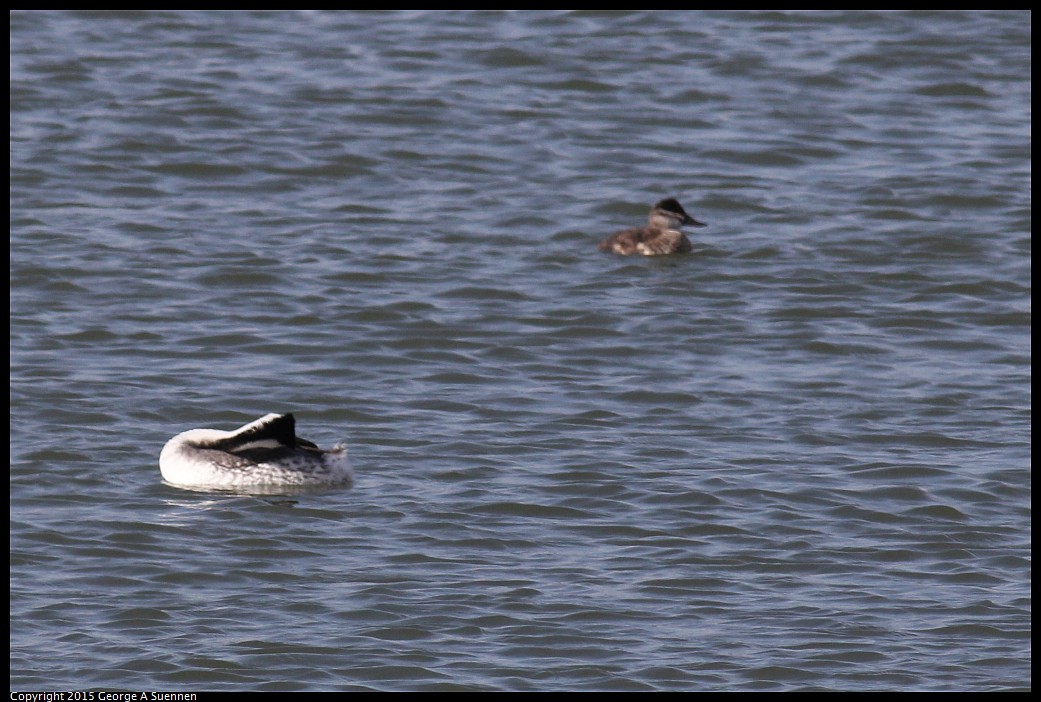 0405-162827-01.jpg - Ruddy Duck