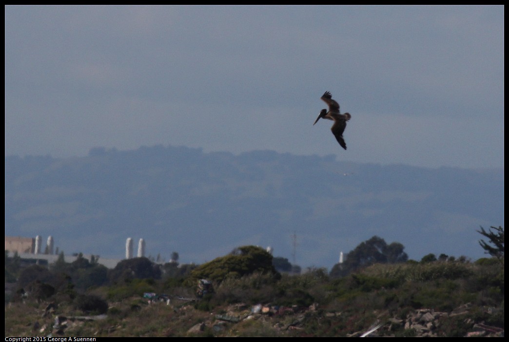 0405-162851-01.jpg - Brown Pelican