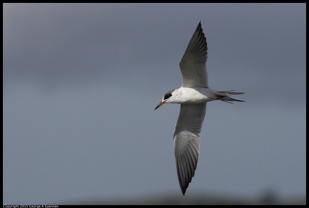 0405-162959-02.jpg - Forster's Tern