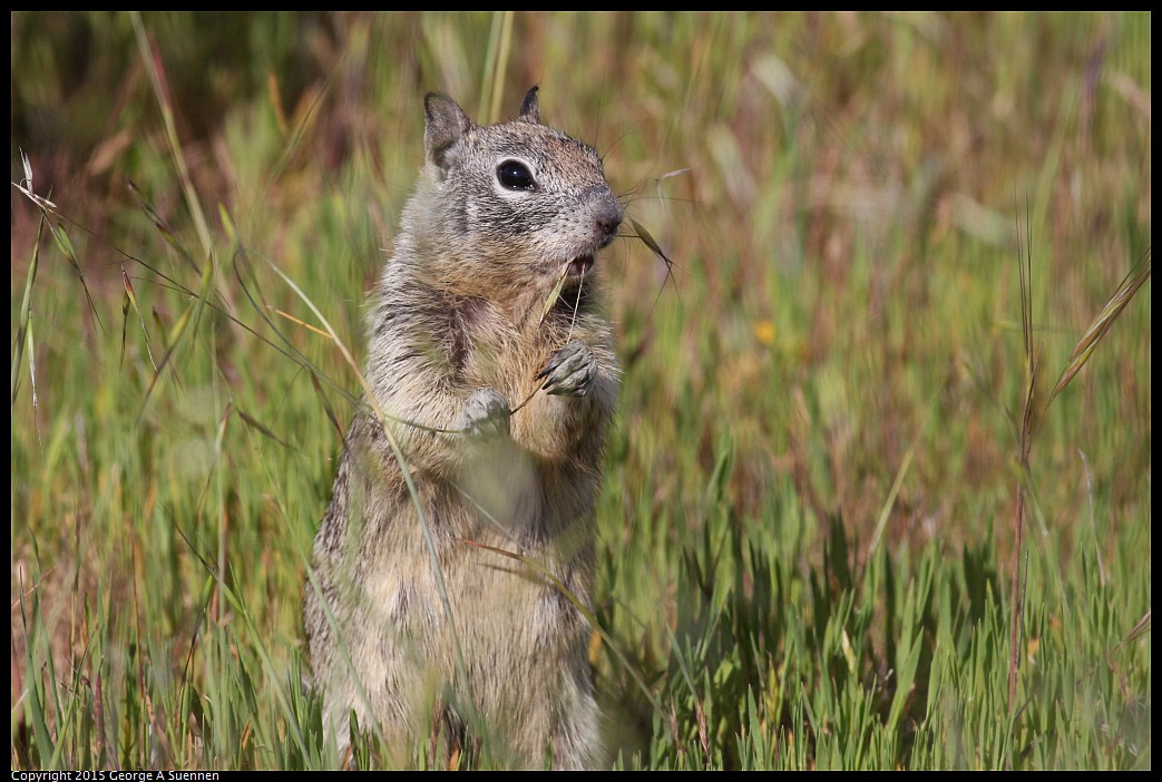 0405-163121-04.jpg - Ground Squirrel