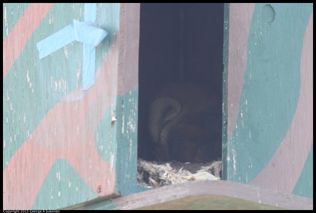 0405-163551-02.jpg - Barn Owl