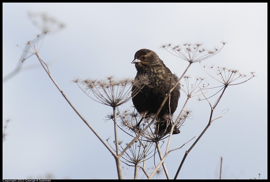 0405-164009-04.jpg - Red-winged Blackbird