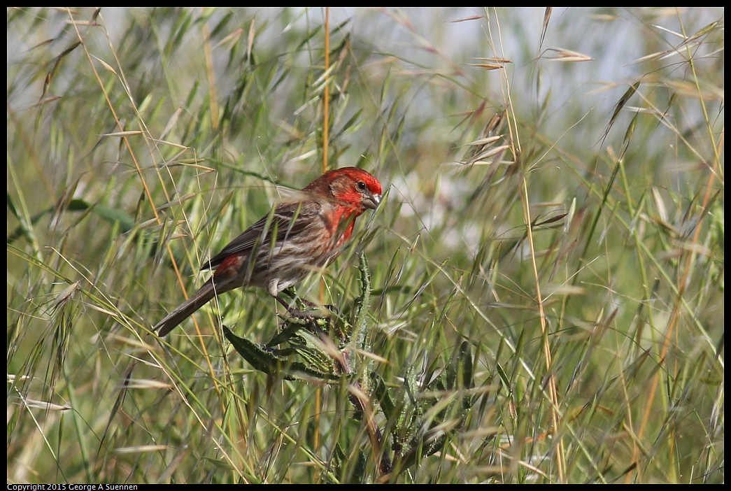 0405-164302-01.jpg - House Finch