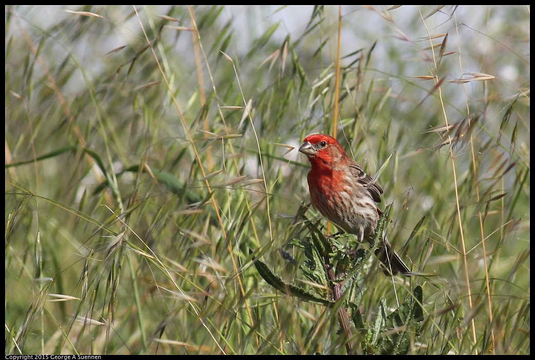0405-164305-03.jpg - House Finch