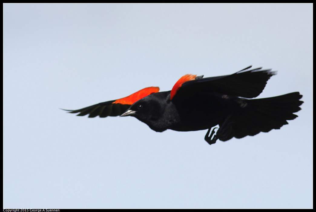 0405-164422-02.jpg - Red-winged Blackbird