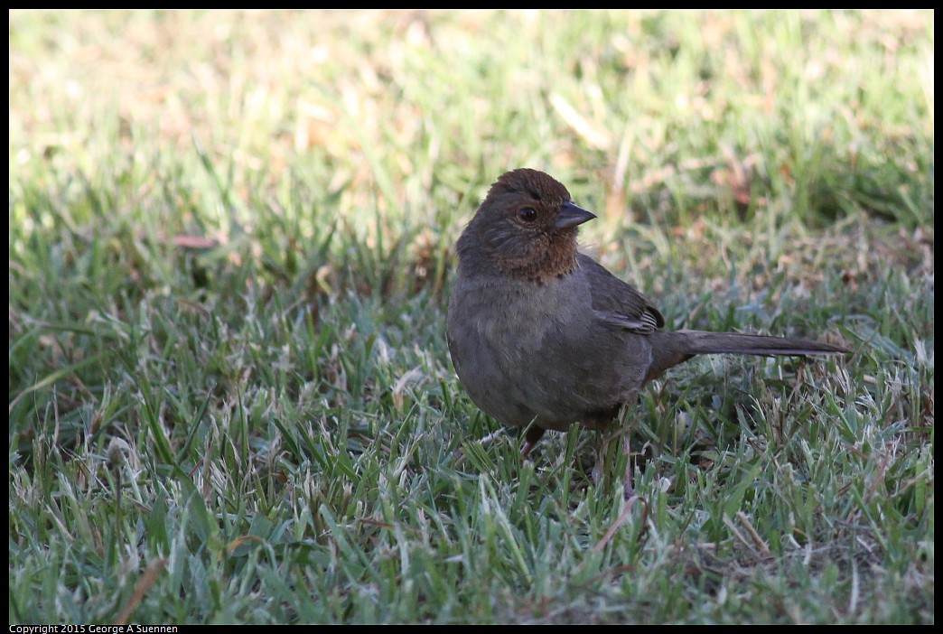 0405-171436-01.jpg - California Towhee