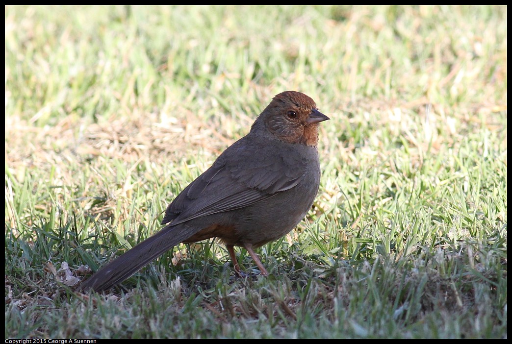 0405-171638-04.jpg - California Towhee