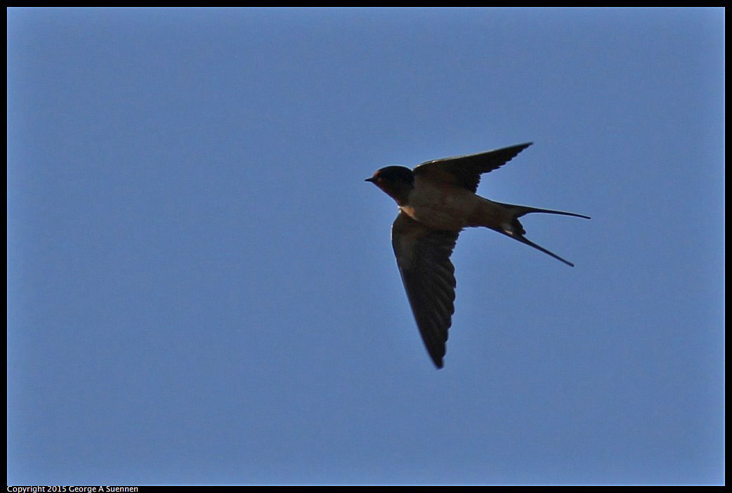 0405-171856-03.jpg - Barn Swallow