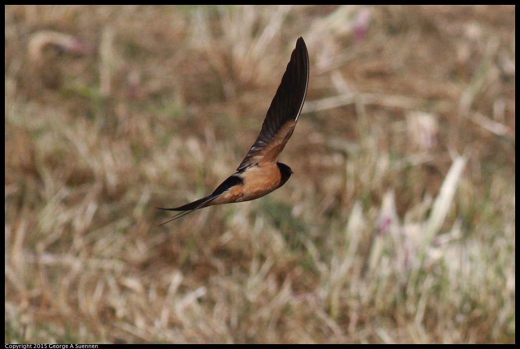 0405-172211-02.jpg - Barn Swallow