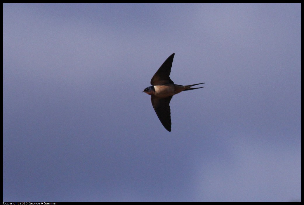 0405-172255-03.jpg - Barn Swallow
