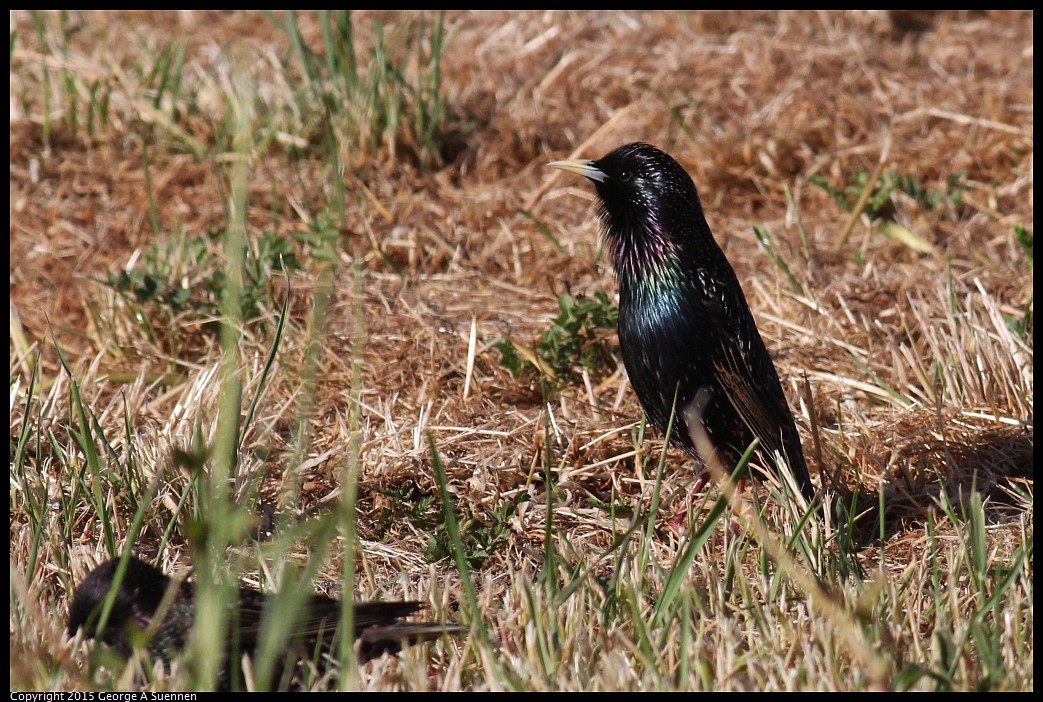 0405-172730-03.jpg - European Starling